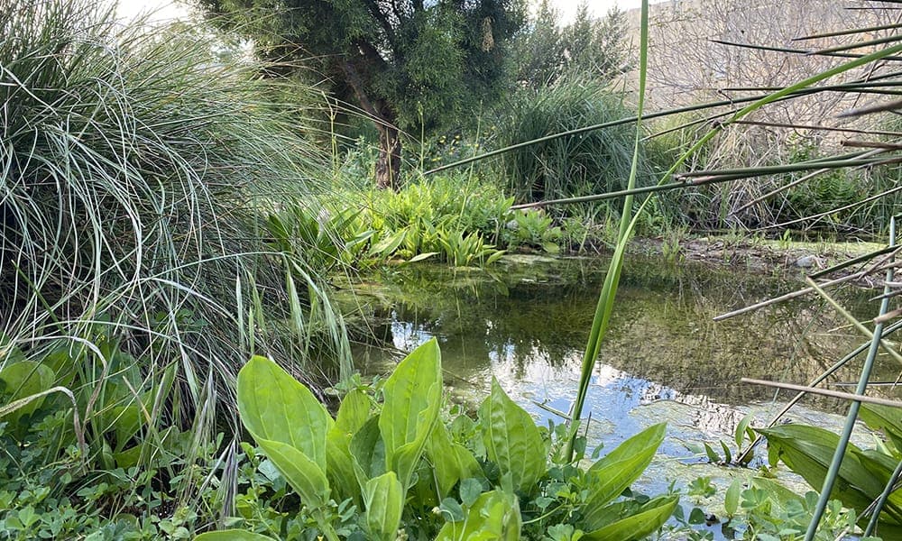 Secrets of the Pond